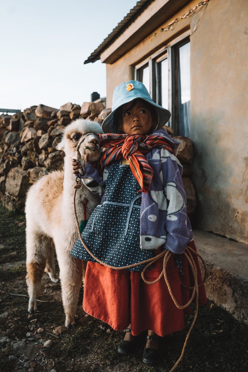 young girl holding the rope on a white alpaca close to a house