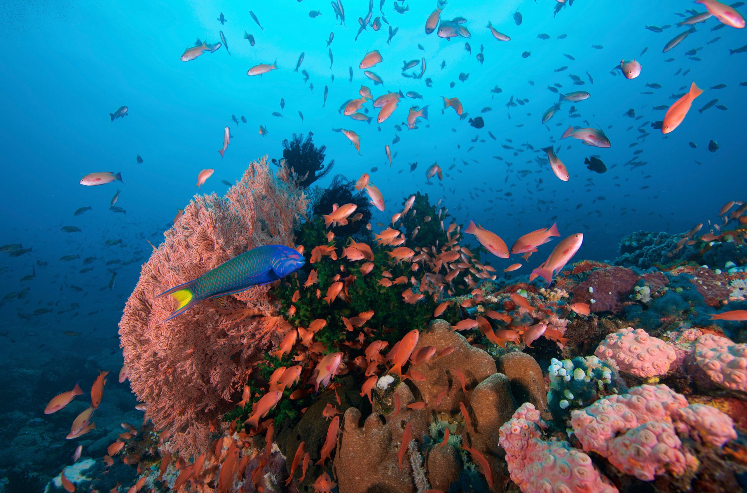 Effective Management and Sustainable Financing of Coral Reef Marine Protected Areas in the Philippines