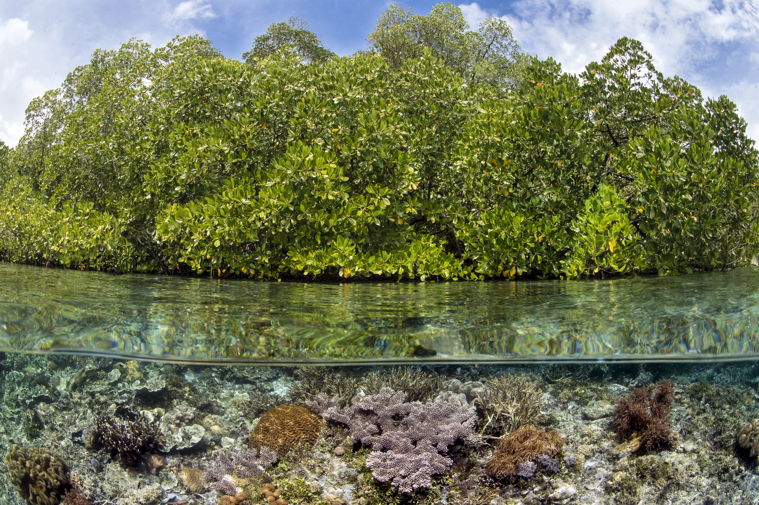 Kalimantan Mangrove Shrimp Project