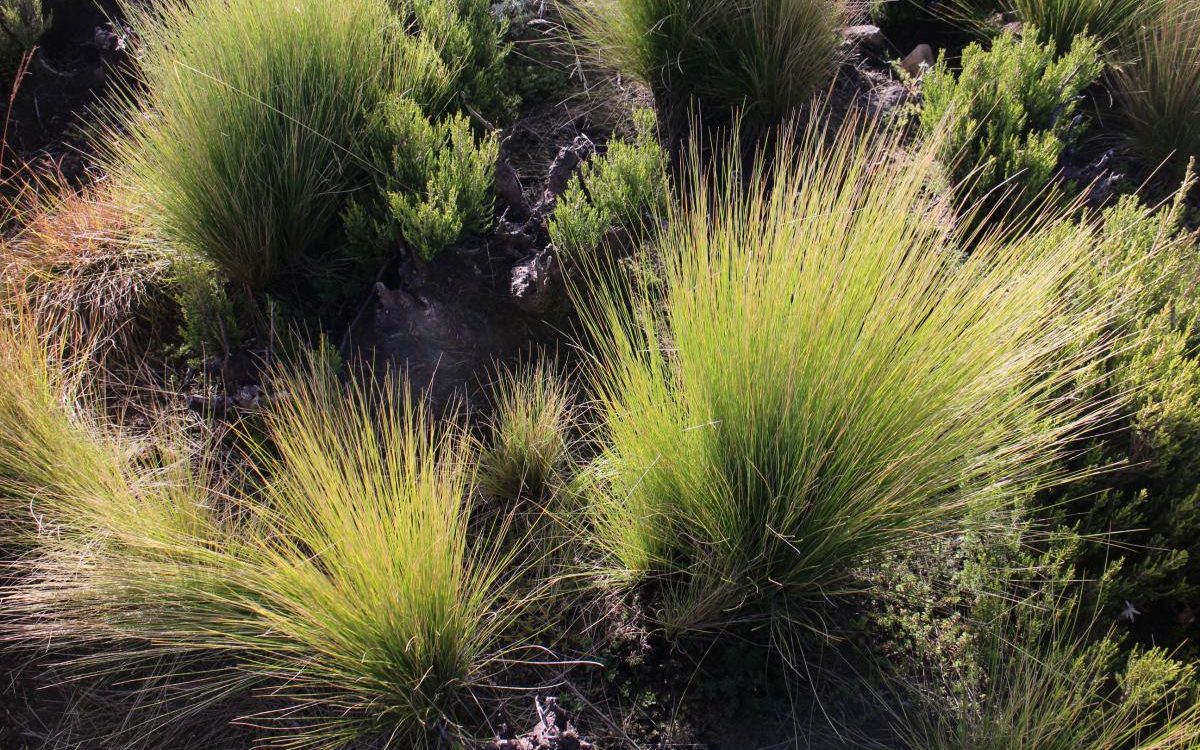 Scaling up the adoption of EbA solutions using behaviour-centred design: The case of Vetiver grass for riverbank erosion control in Fiji