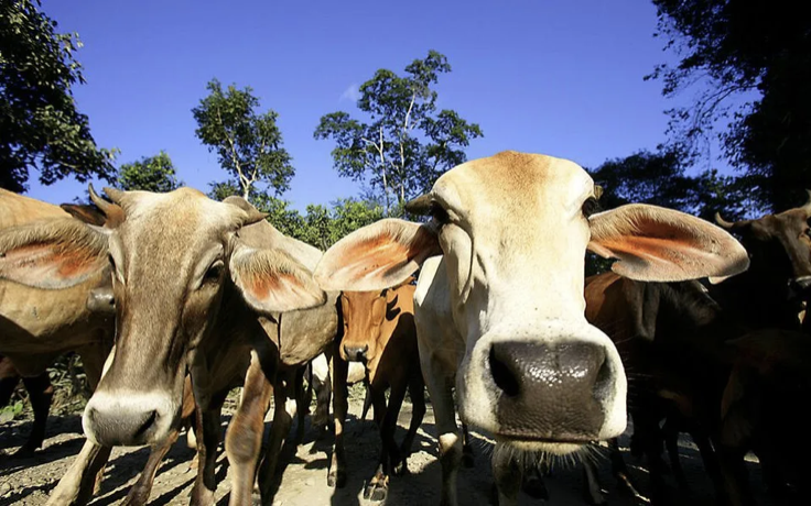 Mainstreaming Proven EbA Solutions with Small-Scale Cattle Ranches to Increase the Resilience of Livestock Supply Chain in Northeast Mexico