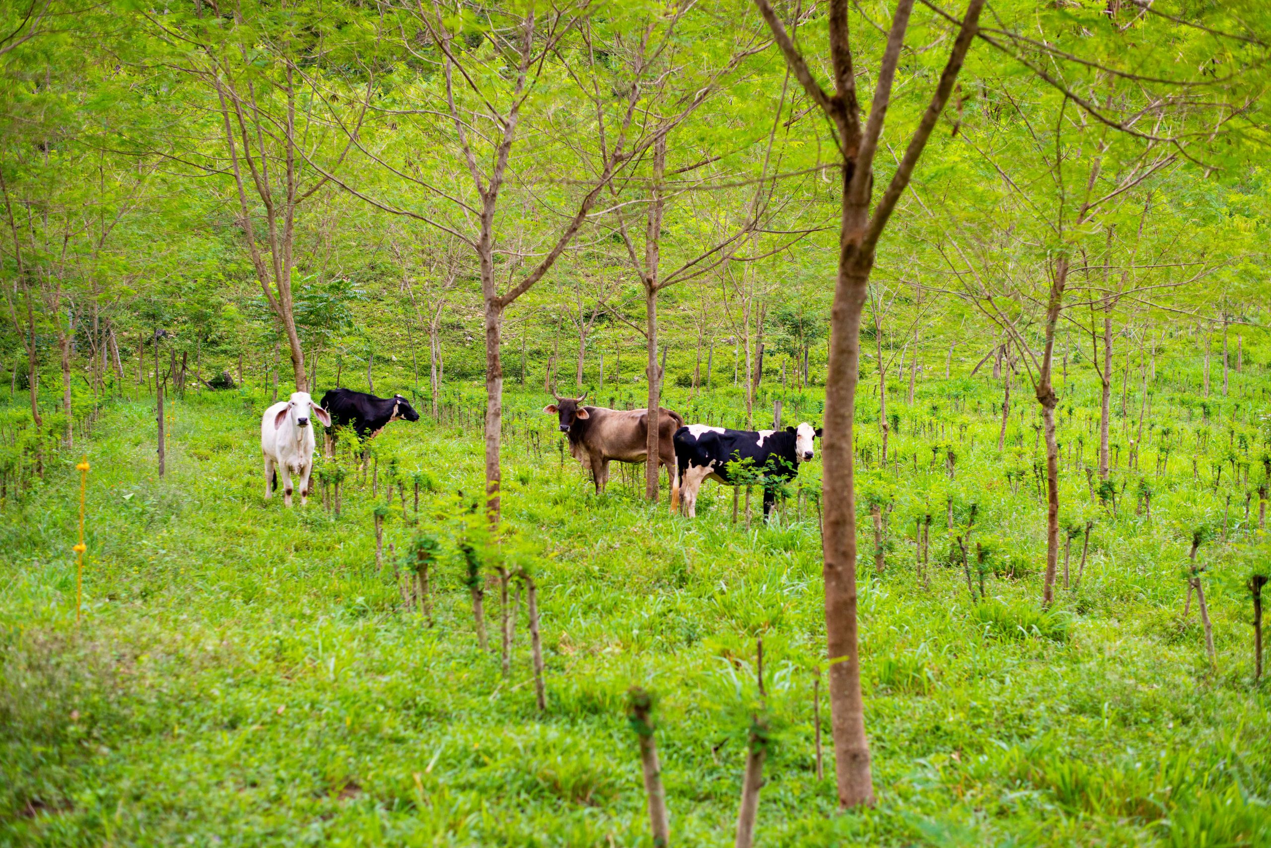 Supporting Adaptation through Productive Landscape Restoration: From Farmers to Policies Implemented by Rainforest Alliance