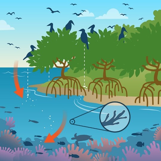 The Seabird Forest Toolkit: A Resource for Climate Adaptation Across Tropical Ocean Regions